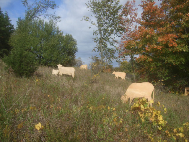 Cows in Summer